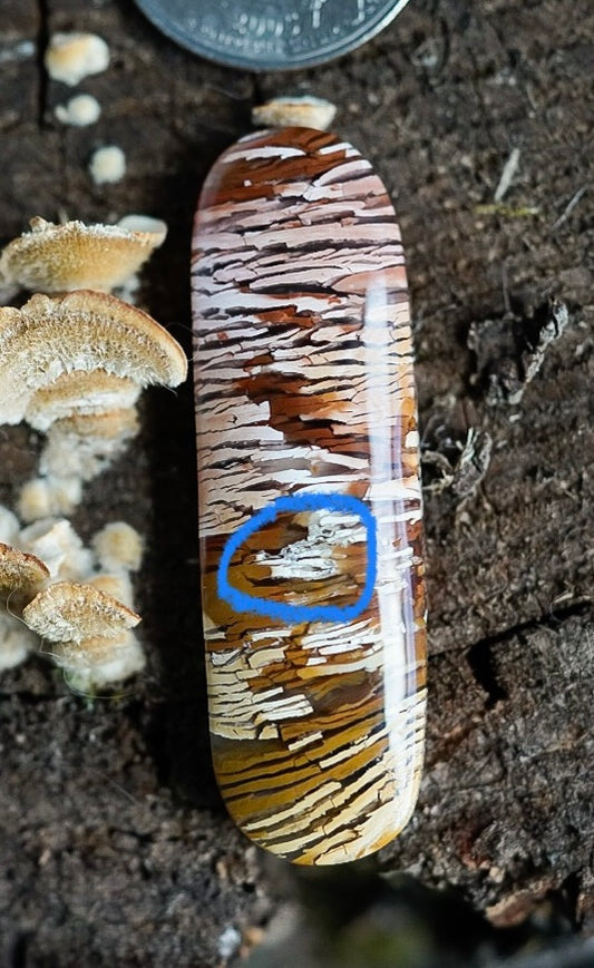 Howardite -Statement Size- Cabochon