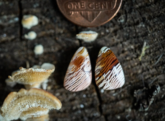 Howardite Cabochon Pair