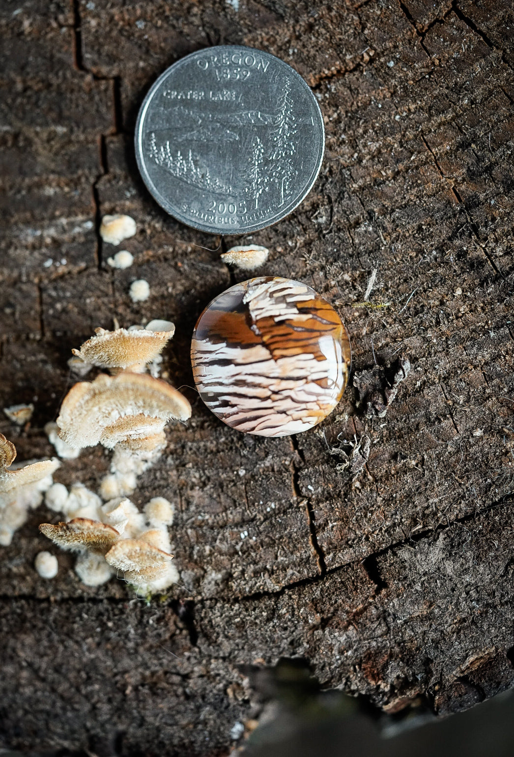 Howardite Cabochon