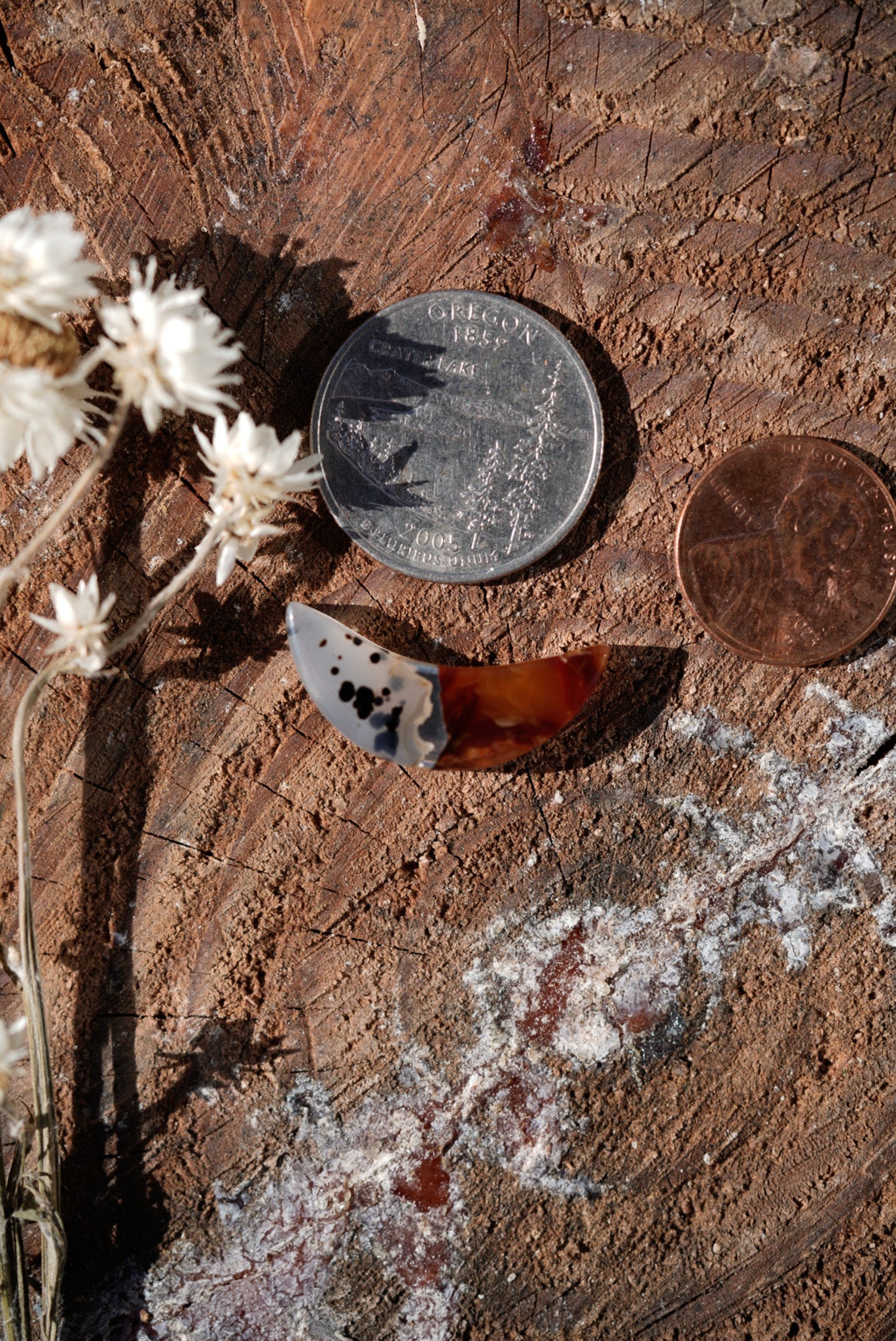 Kintarsia Cabochon - "Medium" No.2